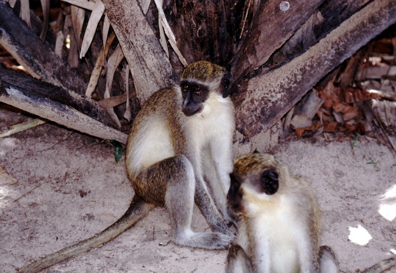 Gambia 072 from KG-Grivet, Vervet Monkey (Chlorocebus aethiops).jpg