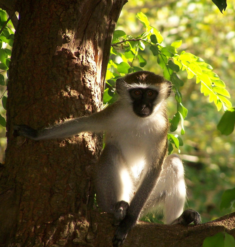 Vervet Monkey (Chlorocebus pygerythrus).jpg