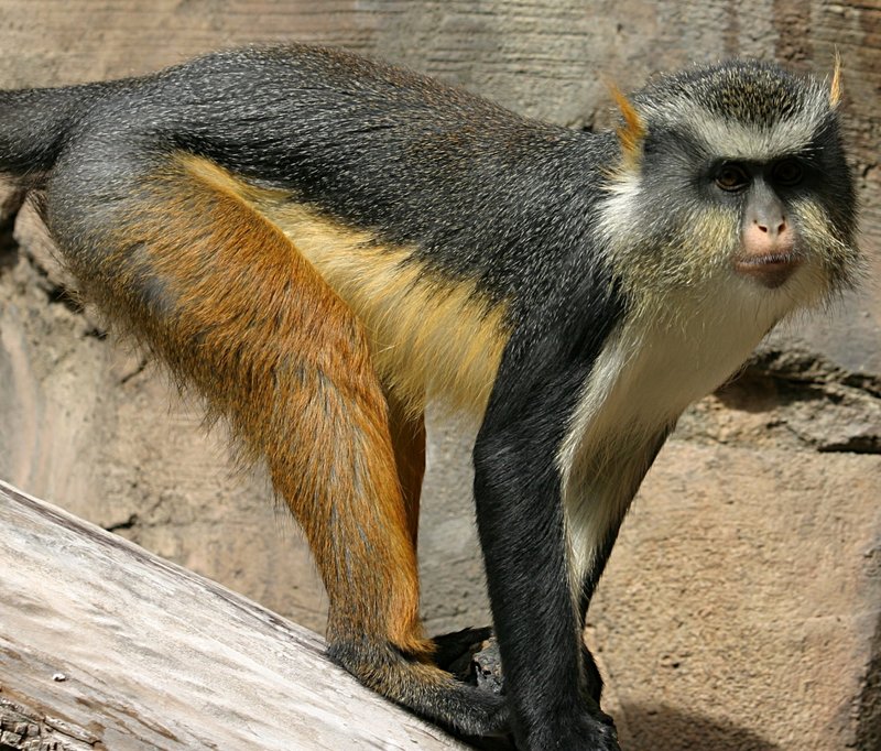 Wolf\'s Mona Monkey, Cercopithecus mona.jpg