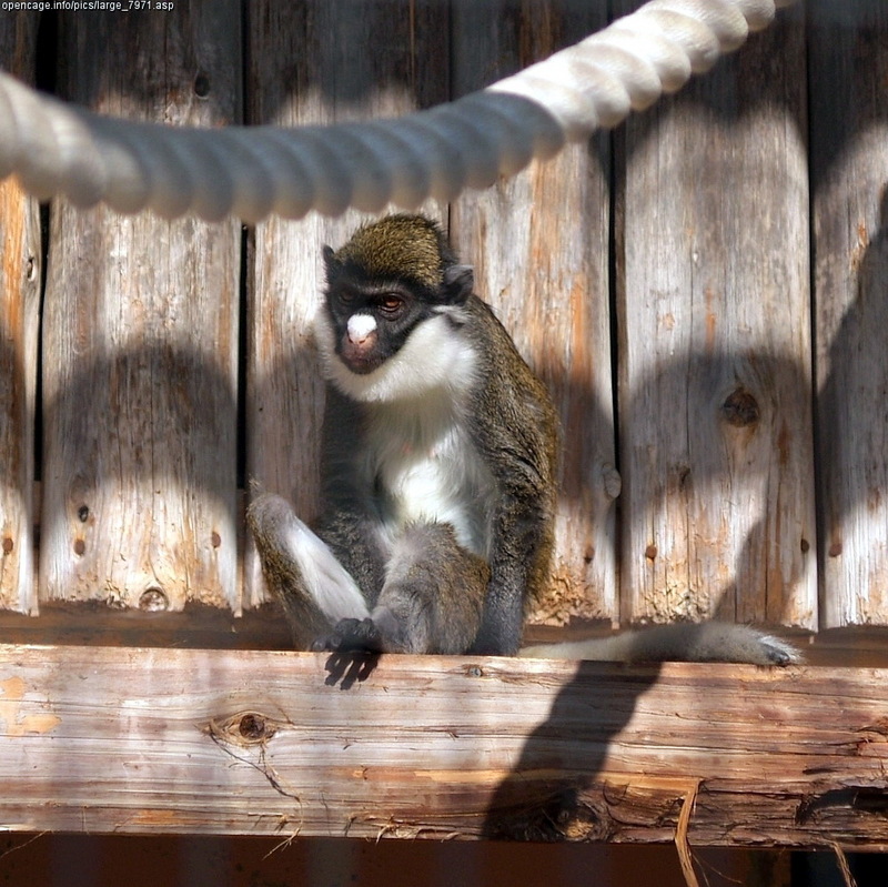 Lesser Spot-nosed Monkey (Cercopithecus petaurista).jpg