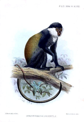 Smit.L\'Hoest\'s Monkey (Cercopithecus l\'hoesti).jpg