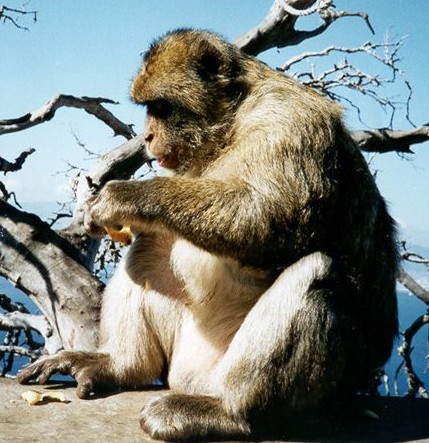 M sylvanus Barbary Ape-Barbary Macaque (Macaca sylvanus).jpg