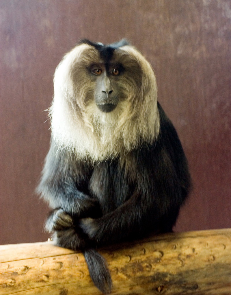 Liontail Macaque in Bristol Zoo-Lion-tailed Macaque (Macaca silenus).jpg