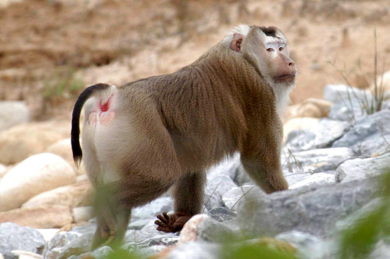 Southern Pig-tailed Macaque (Macaca nemestrina).jpg