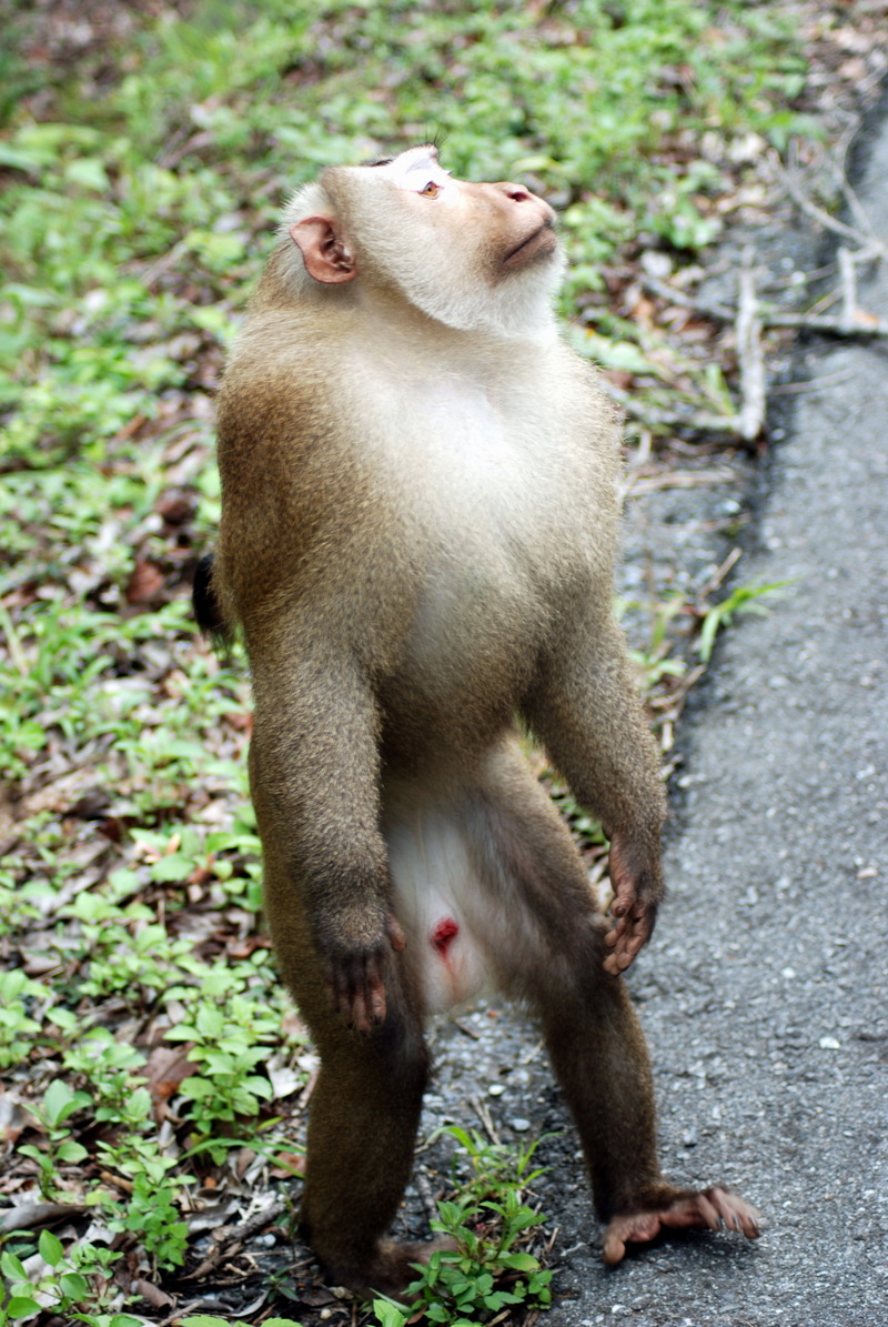 Northern Pig-tailed Macaque (Macaca leonina).jpg