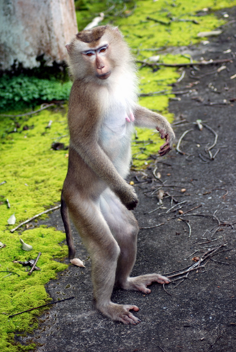 Northern Pig-tailed Macaque (Macaca leonina) in Khao Yai.jpg