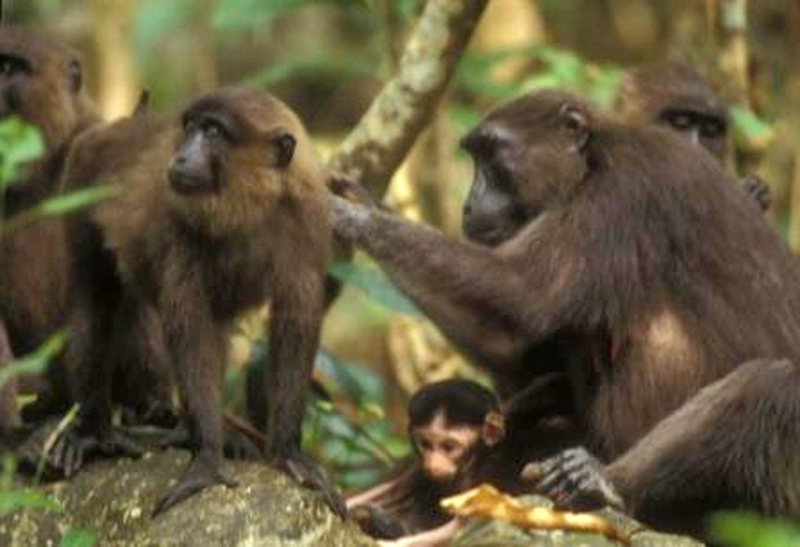 Groupe de macaques maures-Moor Macaque (Macaca maura).jpg