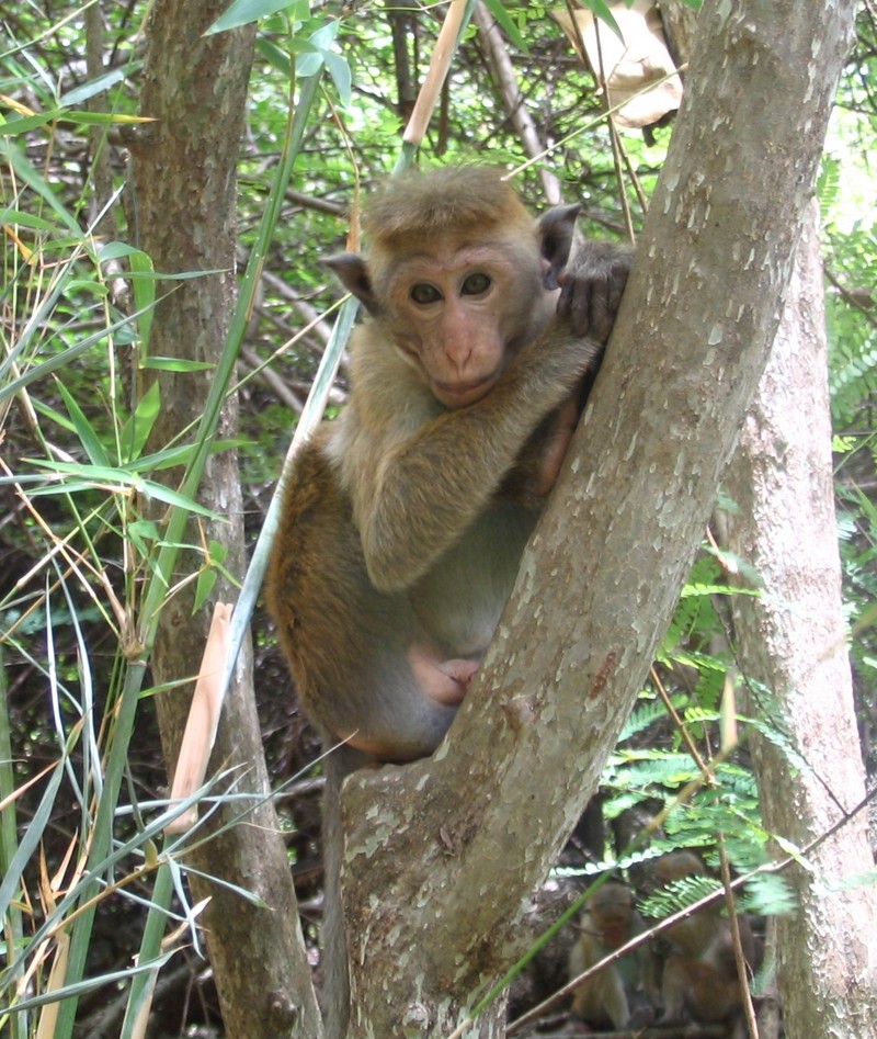 Toque Macaque (Macaca sinica).jpg