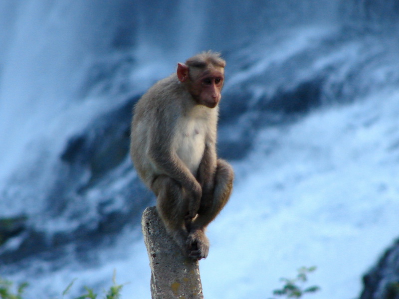 Arun image19-Bonnet Macaque (Macaca radiata).jpg