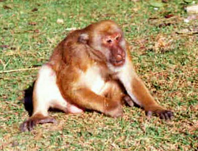 Assamese Macaque, Macaca assamensis male-Assam.jpg