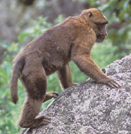 Arunachal Macaque (Macaca munzala) profile.jpg