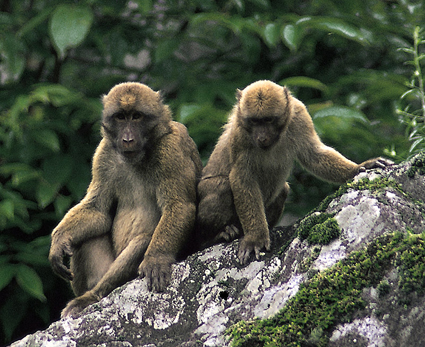 Arunachal Macaque (Macaca munzala) juv??niles.jpg