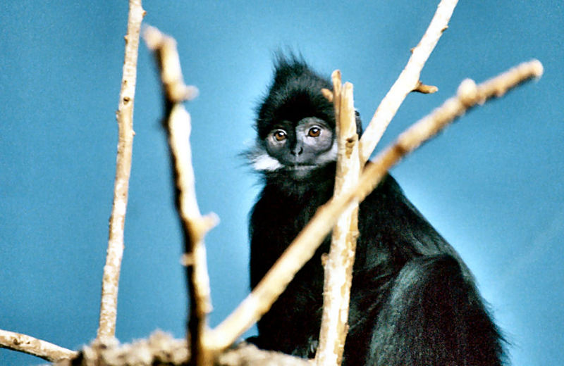 Francois\' Langur (Trachypithecus francoisi) 3398-leaf monkey.jpg