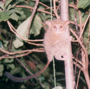 Spectral Tarsier (Tarsius tarsier).jpg