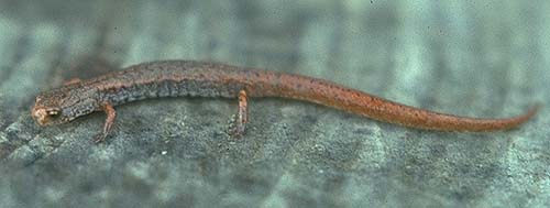 Four-toed Salamander (Hemidactylium scutatum).jpg