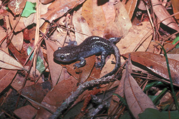 Mole Salamander (Ambystoma talpoideum) USGS.jpg