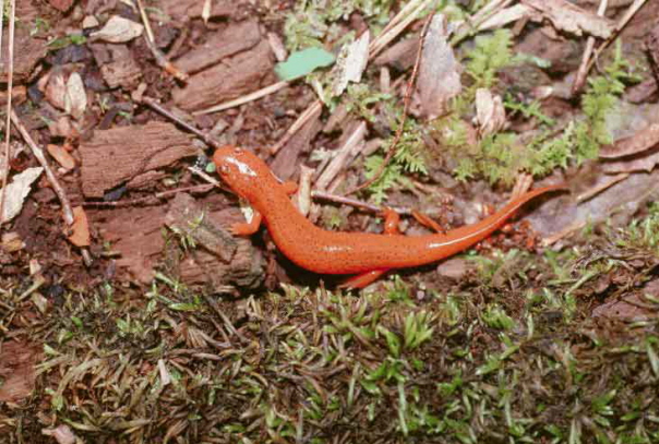 Mud Salamander (Pseudotriton montanus).jpg