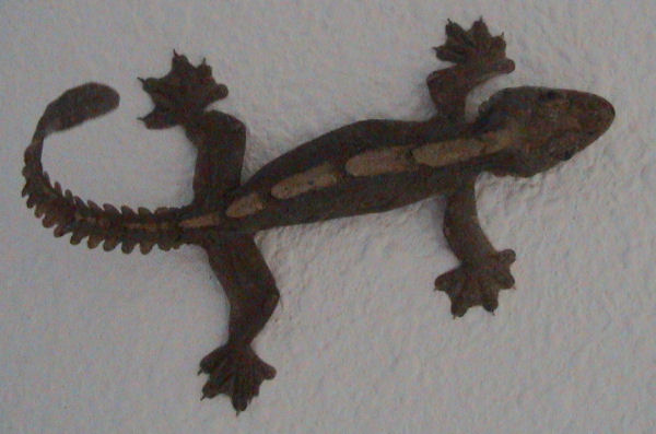 Kuhl\'s Flying Gecko (Ptychozoon kuhli).jpg