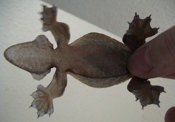 Kuhl\'s Flying Gecko (Ptychozoon kuhli) underside.jpg
