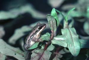 Psuedacris triseriata-Upland Chorus Frog (Pseudacris feriarum).jpg