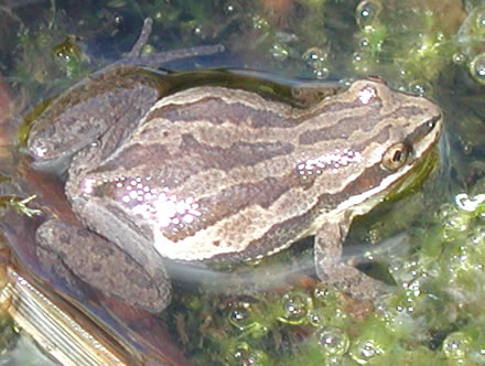 Western chorus frog (Pseudacris triseriata) 440.jpg