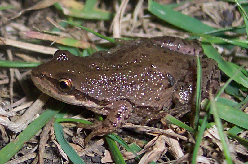 Boreal Chorus Frog (Pseudacris maculata).jpg