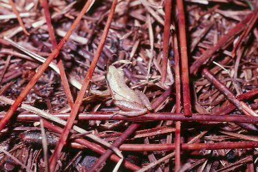 Little Grass Frog (Pseudacris ocularis) USGS.jpg