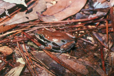 Ornate Chorus Frog (Pseudacris ornata).jpg