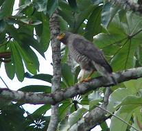 Barred forest-falconm-Roadside Hawk (Buteo magnirostris).jpg