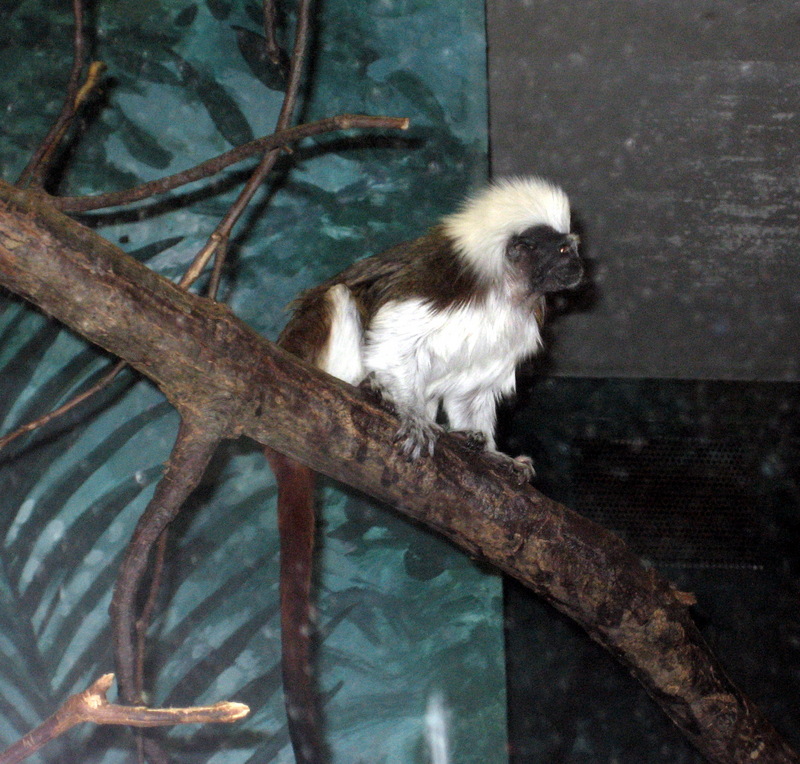 Monkey Scie Museum 25 June 07 - Cottontop Tamarin (Saguinus oedipus).jpg