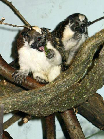 Stavenn Geoffroy\'s Tamarin (Saguinus geoffroyi) 00-Panamanian Rufous-naped Tamarin.jpg