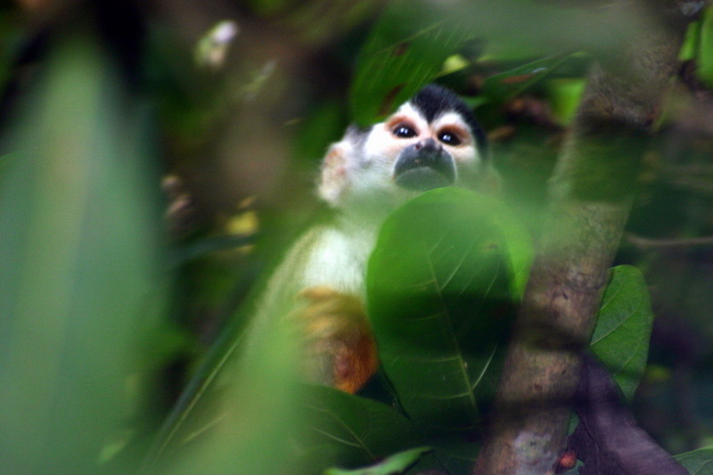 Central American Squirrel Monkey (Saimiri oerstedii).jpg