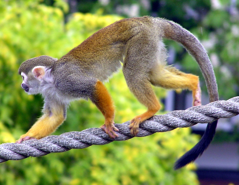 Common Squirrel Monkey (Saimiri sciureus).arp.jpg