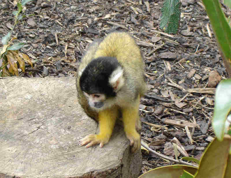 Squirrel Monkey Black Cap-Black-capped Squirrel Monkey (Saimiri boliviensis).jpg