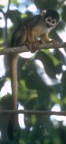 blackish squirrel monkey - Black Squirrel Monkey (Saimiri vanzolinii).jpg