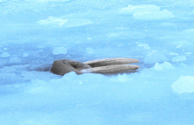 Walrus (Odobenus rosmarus) Breathing.jpg
