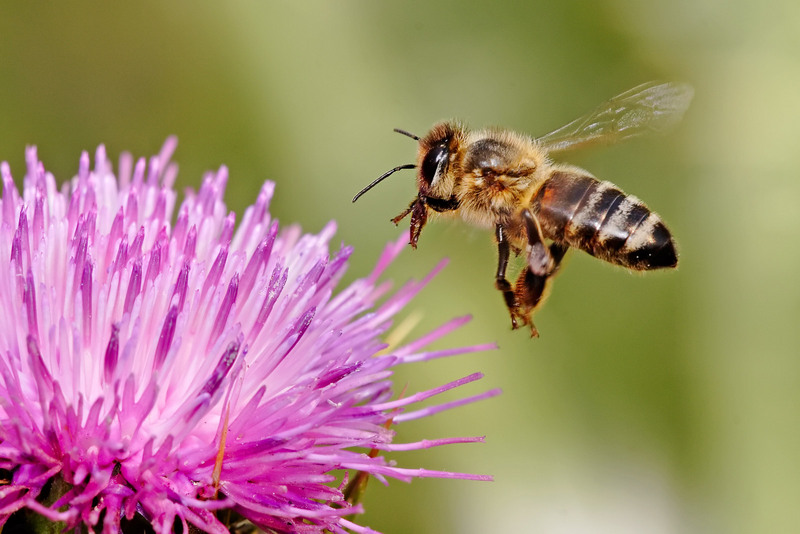 Honeybee landing on milkthistle02-Western Honey Bee (Apis mellifera).jpg