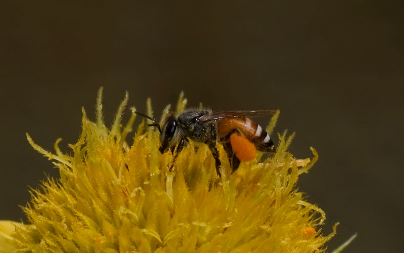 Drawf Honey Bee (India)-Dwarf Honeybee (Apis florea).jpg