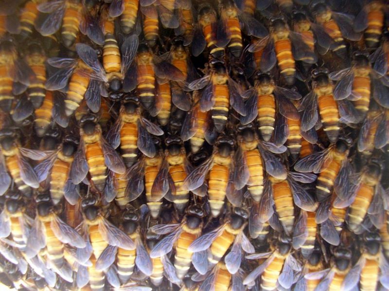 Giant Honey Bee (Apis dorsata) Hive - Honeybee.jpg