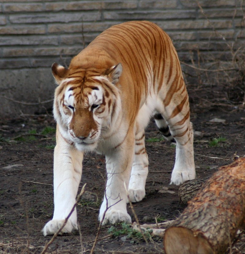 Golden tiger 1 - Buffalo Zoo-Bengal Tiger (Panthera tigris tigris).jpg