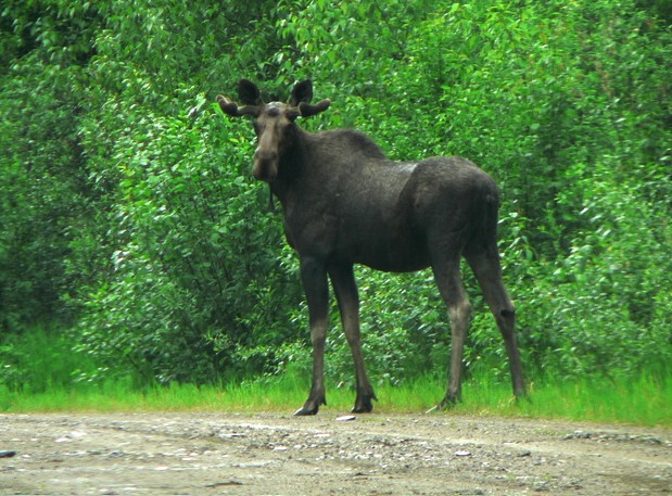 Moose (Alces alces) standing.jpg