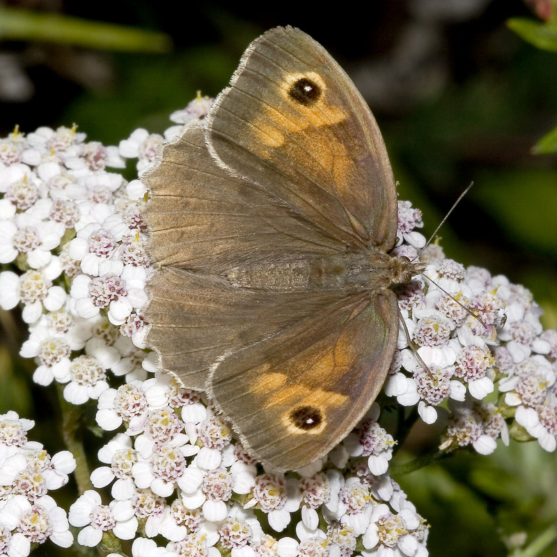 Meadow Brown Butterfly (Maniola jurtina).7019.jpg
