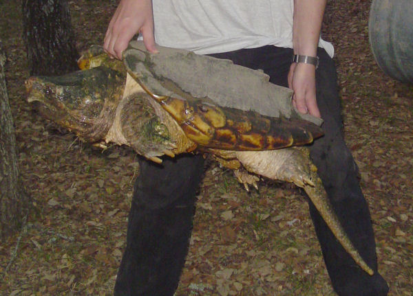 Alligator Snapping Turtle (Macrochelys temminckii) 2.jpg