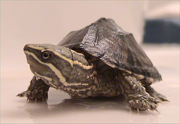Common Musk Turtle (Sternotherus odoratus) Stinkpot.jpg