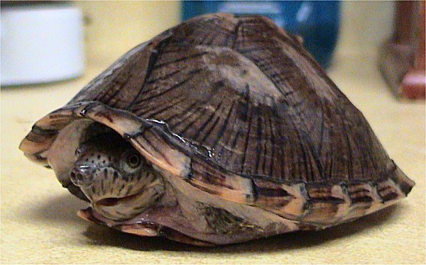 Razorback Musk Turtle (Sternotherus carinatus).jpg
