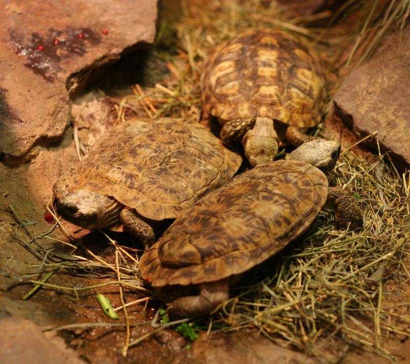 Pancake Tortoise (Malacochersus tornieri) - Buffalo Zoo.jpg