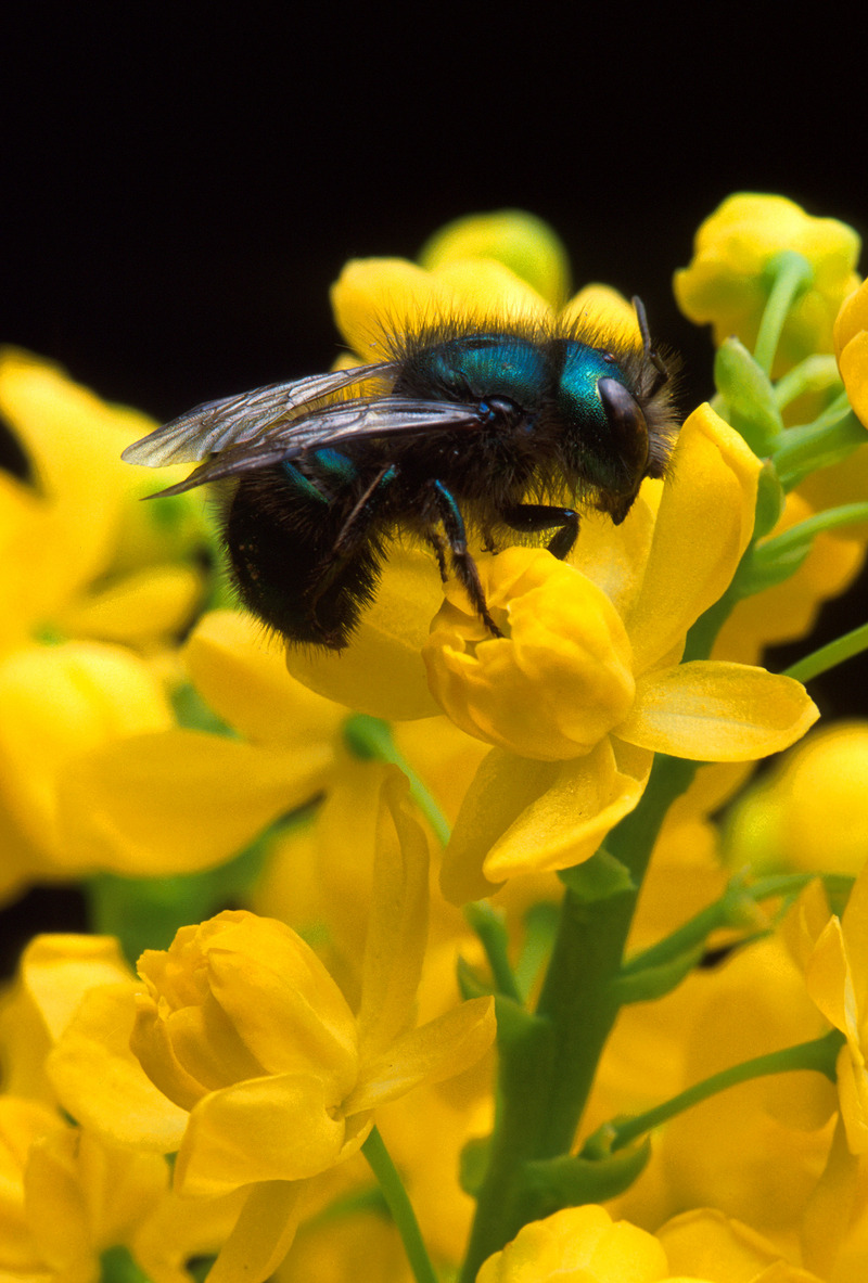 Blueberry Bee (Osmia ribifloris).jpg