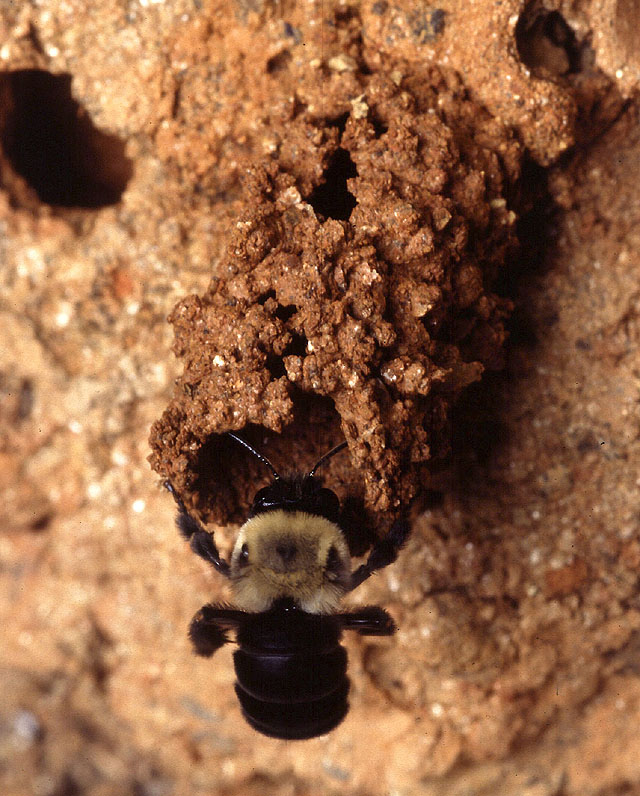 k8172-4-Mustached mud bee, Anthophora abrupta.jpg