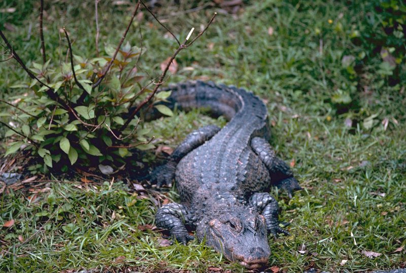 China-Alligator-Chinese Alligator (Alligator sinensis).jpg