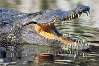 Nile Crocodile (Crocodylus niloticus).jpg
